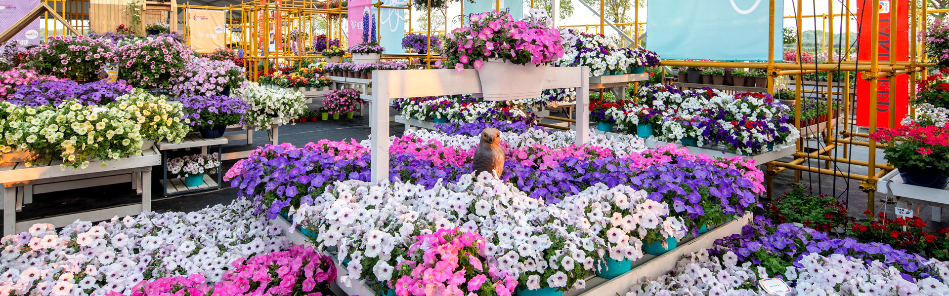 News-Hongyue Flower Co., Ltd.