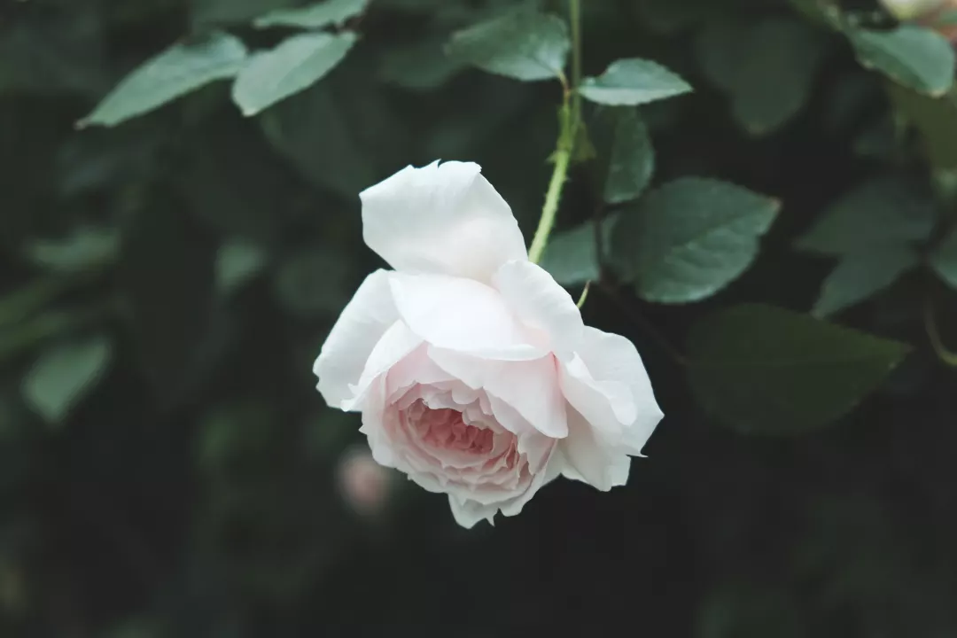 想要月季花朵大又花期长，，抹它！