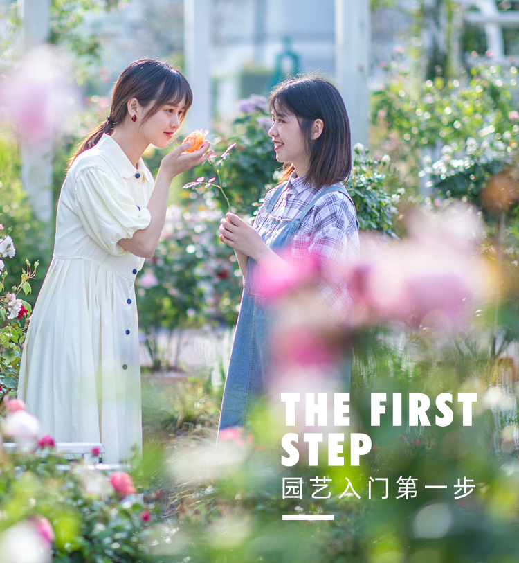 视频中心-园艺创想-亚美国际