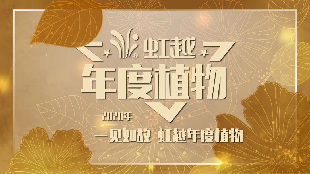 你好哇，，，，，，2020亚美国际年度植物！