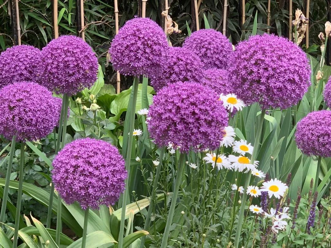 我在花园种了100棵大花葱，，年复一年美如初见