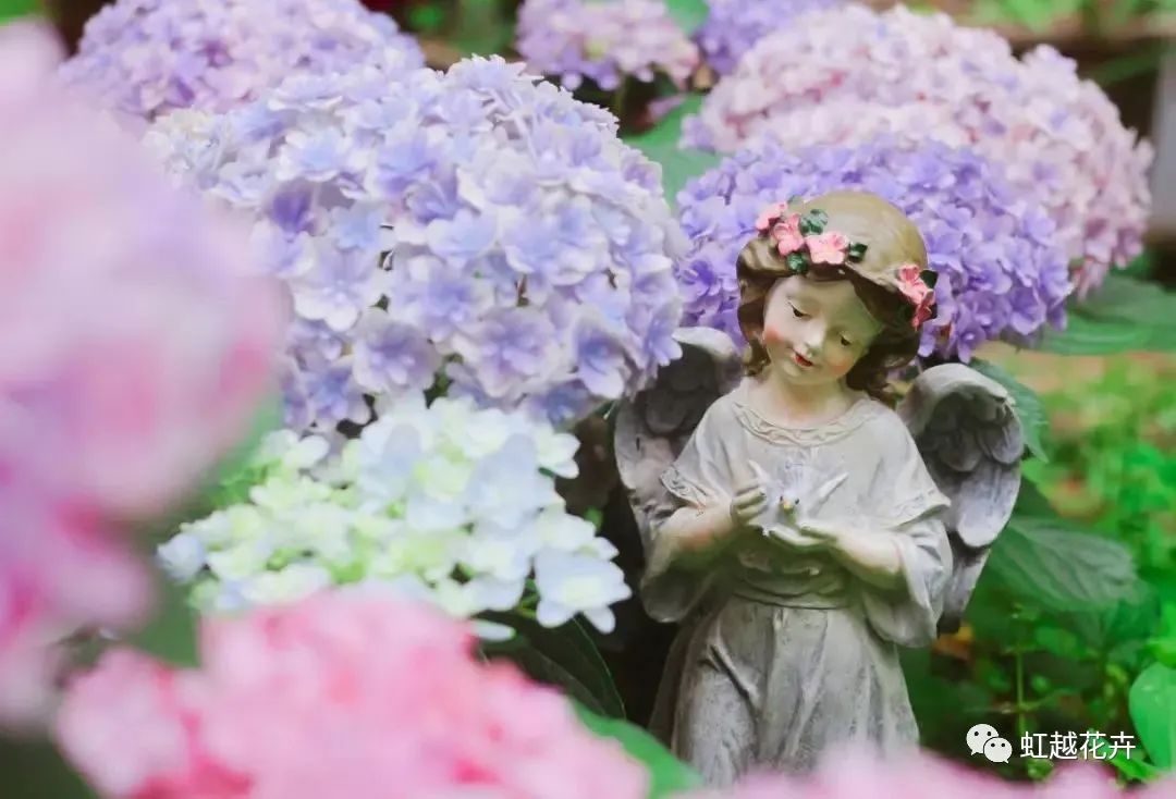 重瓣中的战斗机，，花手鞠竟能云云梦幻（附绣球花后养护指南）